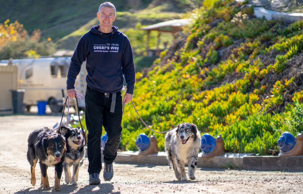 Calm Yourself & Your Pets Through A Walking Meditation | Michael R. Burke