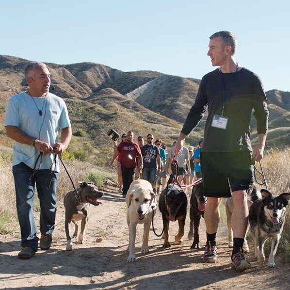 Group of People Walking Dogs Together on a Mountain Trail