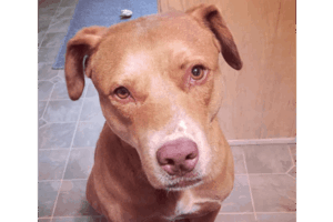 Brown dog with a short coat and expressive eyes sits on a tiled floor, looking directly at the camera. This image captures a moment of curiosity and companionship.
