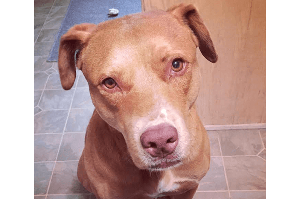 Brown dog with a short coat and expressive eyes sits on a tiled floor, looking directly at the camera. This image captures a moment of curiosity and companionship.
