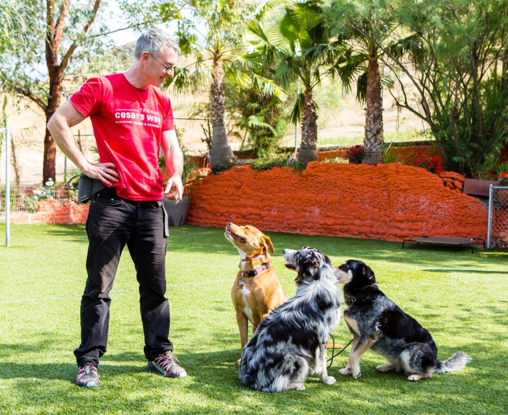 A trainer engages with four attentive dogs in a sunny outdoor training area, emphasizing positive reinforcement in dog behavior education.
