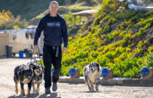 A man walks two dogs along a path surrounded by greenery, showcasing a training environment for canine behavior.