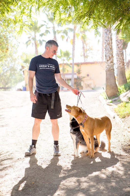Man stands on a sunny path, holding a leash with a brown dog, while a black-and-white dog sits nearby. The scene highlights companionship and outdoor activity.