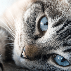 cat graphic for module