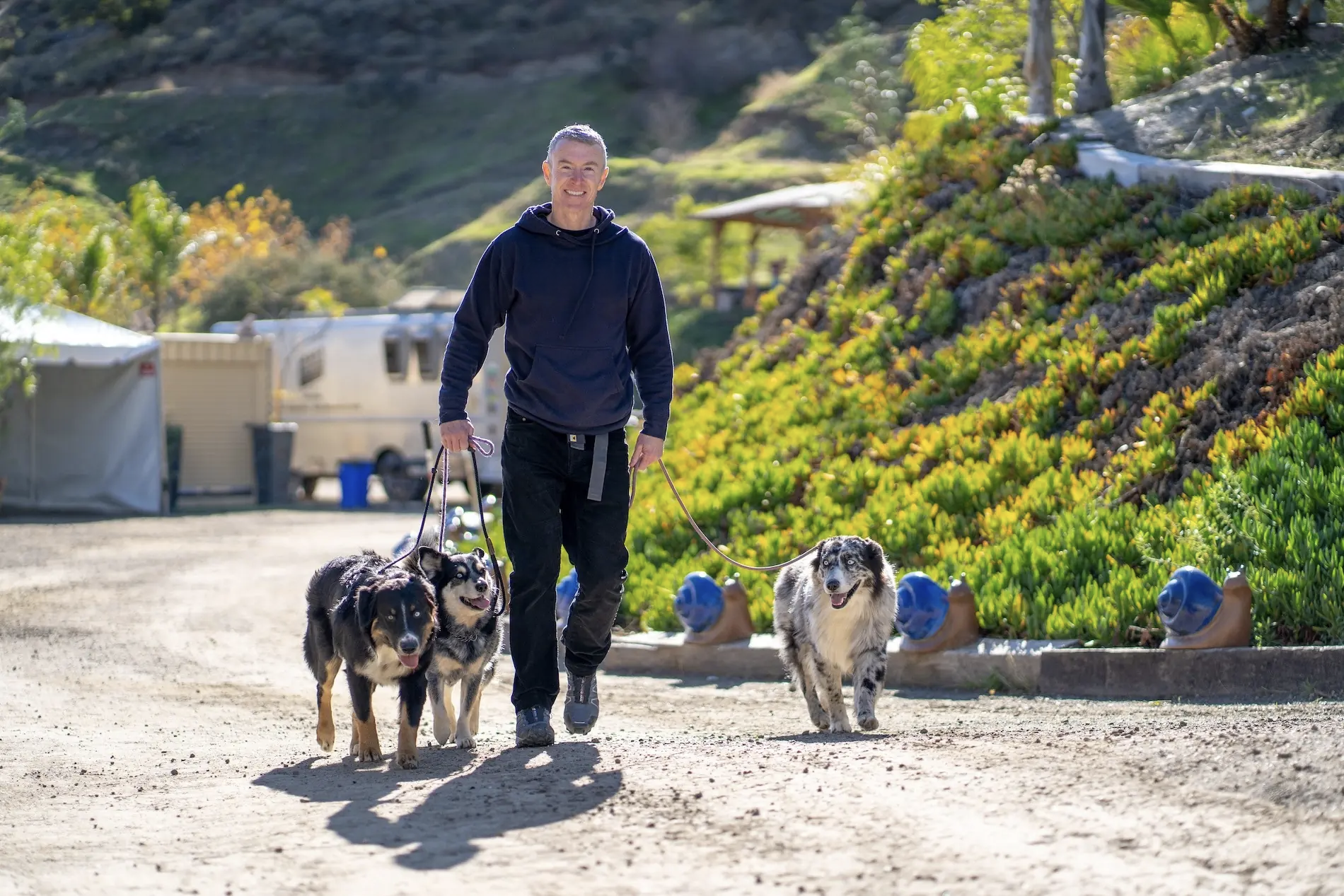 A man walks two dogs along a path surrounded by greenery, showcasing a training environment for canine behavior.